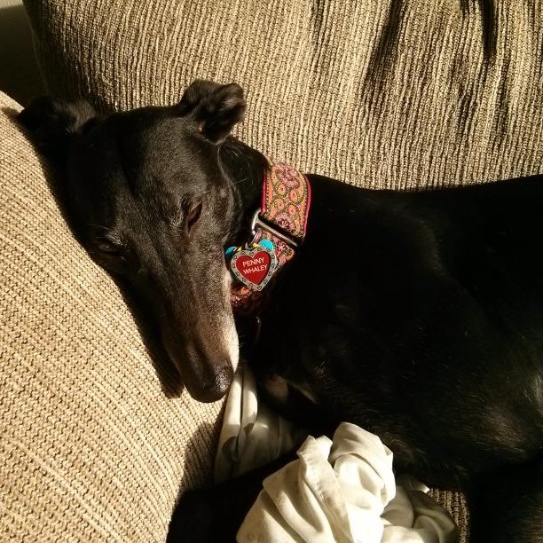 why do greyhounds wear two collars