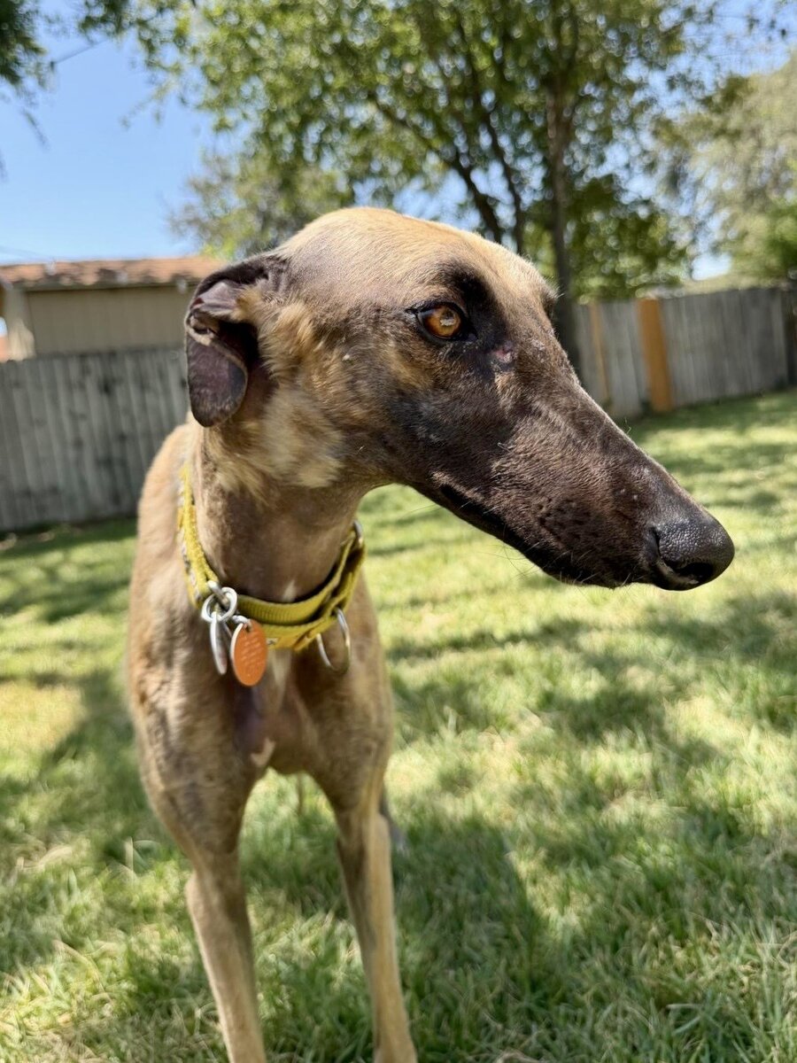 Helen