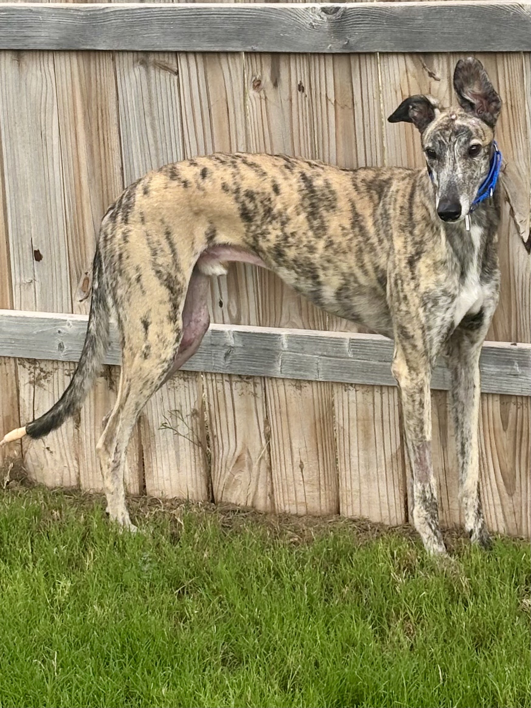 Jax